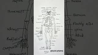 Human Skeletal System Structure  B pharmacy 1st sem  shorts youtubeshorts [upl. by Hindorff]