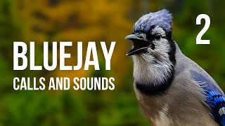 Blue Jay calls and sounds Part 2 [upl. by Johen180]