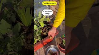 9 Vegetables that grow easily in pots Ab Gamle mein kheti karo maze se shorts [upl. by Torre]