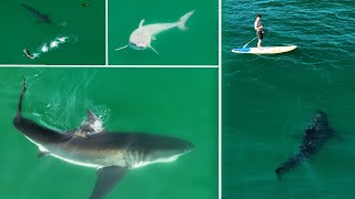 Best Great White Shark Drone Footage of 2023 Narrated 4K [upl. by Tekcirk]