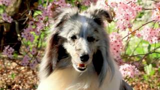 Marnie Sheltie ❤ Amazing Dog Tricks ❤ [upl. by Adnilrev]