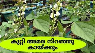 കുറ്റി അമര കൃഷി  bush dolichos  നമ്മുടെ ഏദൻ തോട്ടം [upl. by Pius615]