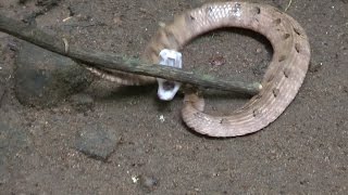 Kerala Wildlife  Wildtiere in KeralaIndien [upl. by Dewey]