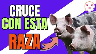 💪🏽 CONOCE La Raza de CERDO que tiene MAS CARNE y MENOS GRASA 😮 Todo sobre la Raza Pietrain [upl. by Ocsinarf]