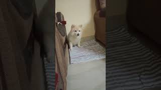 cutedoglover youtubeshort dogloverforever ☺️ [upl. by Christophe]