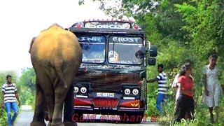 A wild elephant on Kataragama road trying to attack a bus [upl. by Bambi475]