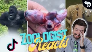 Zoologist Reacts To Viral Animal TikTok [upl. by Ytirahc]