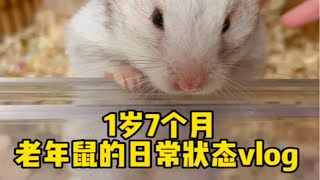 1岁7个月的老年鼠日常状态 [upl. by Gibun]