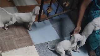 Rajapalayam puppies available for sale in Chennai CT9940657309 puppy dog pets rajapalayam white [upl. by Pauiie]