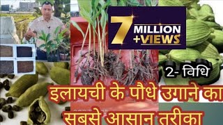 इलायची के पौधे को घर में कैसे उगाएँ  how to grow elaichi at home  पौधा मंगवाने के किए 9826958307 [upl. by Vernier]