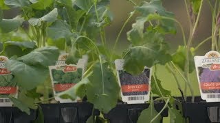 How to Grow Winter Veggies  Mitre 10 Easy As Garden [upl. by Ahsaret311]