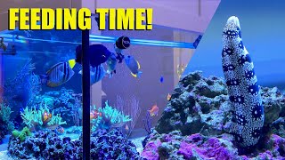 Feeding My Fish and Snowflake Eel [upl. by Netsyrc279]