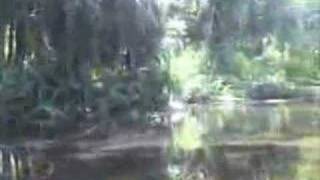 EatTheWeeds Episode 24 Wekiva River [upl. by Ema348]