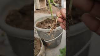 Removing phyllanthas niruri from My GardenA StepbyStep Guide short ytshorts viral shorts [upl. by Odlanar658]