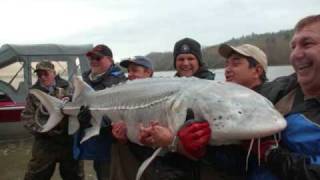 1000 lb Sturgeon [upl. by Helm]