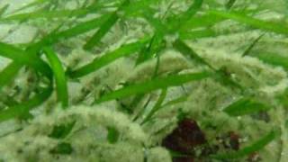 Herring Spawn On Eelgrass [upl. by Marteena]