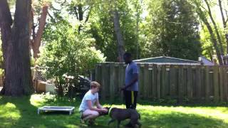 How  To Introduce FearfulAggressive Dog To People  Majors Academy Dog Training and Rehabilitation [upl. by Hull965]