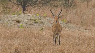 Bush TV  Common Reedbuck [upl. by Natye]