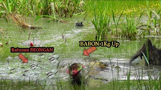 EDANN  CASTING IKAN GABUS KETIKA AIR BARU NAIK BERTEMU BEONGAN GABUS DI MANAMANA AS195 [upl. by Yenroc]