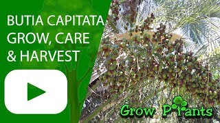 Butia capitata  How to grow for edible fruits [upl. by Daryn217]