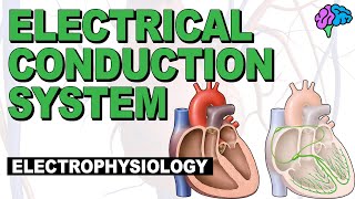 The Electrical Conduction System of the Heart EXPLAINED [upl. by Teddy566]