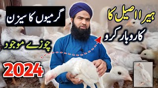 White Heera aseel hen farming 2024  Hen farming business idea  hen farming simulator at home [upl. by Annyahs]