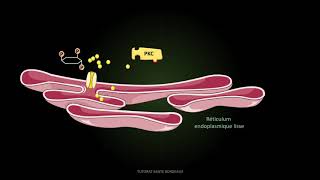 UE6 Signalisation intracellulaire PASS [upl. by Eymaj453]