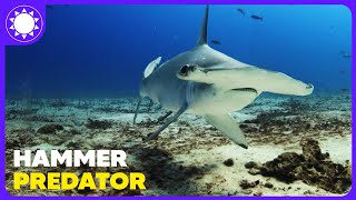 The Insane Biology of Hammerhead Sharks  Animal Documentary [upl. by Alakam987]