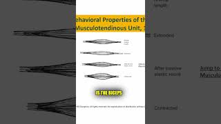 How Stretchy Are Your Muscles Quantifying Musculotendinous Unit Extensibility amp Recovery [upl. by Odelia70]