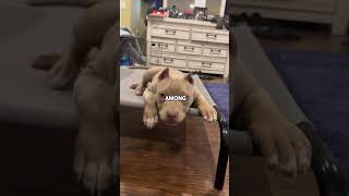 Your dog wants you to listen to this everyday ❤️❤️ shorts dogsoftiktok cutedogs [upl. by Nika]