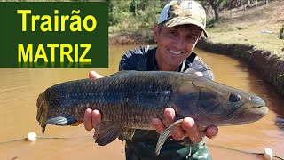 Passando a Rede no lago dos Trairões Manejo das matrizes [upl. by Leesen]