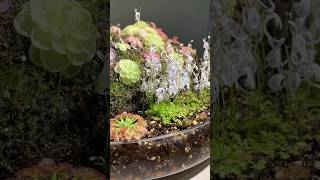 식충식물도 예쁘다 ‘Even carnivorous plants is pretty’ 🩷 식충식물 귀개 벌레잡이제비꽃 carnivorousplants drosera [upl. by Sutelc]