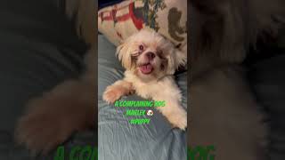 Puppy Marley complaining 🐶puppy marley pets [upl. by Arihs]