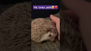 Hedgehog pets❤️🦔  cuteanimalsdaily hedgehogs cutepets animalshorts dailyshorts shortsdaily [upl. by Diena]