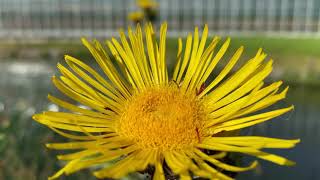 Trosalant Inula racemosa  20200802 [upl. by Alanson]