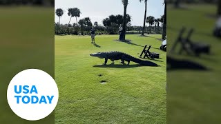 Large alligator slowly struts across golf course back to the water  USA TODAY [upl. by Athalia]