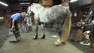 Shoeing a Draft Horse  Tips and Techniques Part 2 Rear Hoof Trimming [upl. by Ariday]