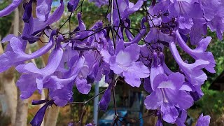 Vibrant Jacaranda Tree [upl. by Pros684]