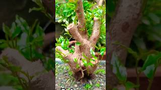 Natural Tropical Style Bonsai quotBignay Pugoquot 1yr Progress Antidesma Bunios [upl. by Hudis]