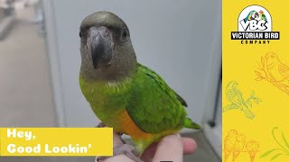 Current Hand Reared Pet Parrots  11124  Victorian Bird Co [upl. by Beker829]