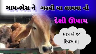 ગાયભેસ ને ગરમી મા લાવો માત્ર બે જ દિવસ મા  pashu ko hit me lane ka tarika buffalomilk farming [upl. by Aggie]