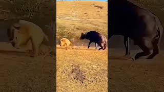 fight animals cow bull cowboys funny wildlife bisonfight bison elephant [upl. by Girardo]