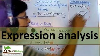 Gene expression analysis [upl. by Llig]