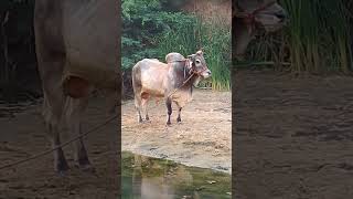 MID Ongole bulls Rana  powerful Ongole gitta [upl. by Burtie893]