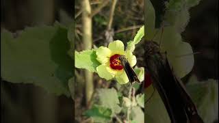 Hibiscus panduriformis Malvaceae familynature trending garden natureforest fruit forest [upl. by Aryan]