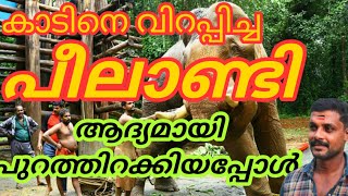 peelandi കാടിനെ വിറപ്പിച്ച പീലാണ്ടിയെ ആദ്യമായി പുറത്തിറക്കിയ അനുഭവങ്ങൾ peelandi elephant training [upl. by Aioj825]