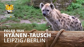 Männertausch Folge 1025  Elefant Tiger amp Co  MDR [upl. by Zoe]