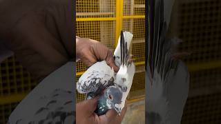 Bawra mehdom trending bird kabooter viralvideo shorts [upl. by Asital493]