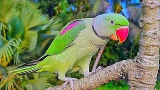 Alexandrine Parrot Natural Sounds  Voices [upl. by Misaq717]