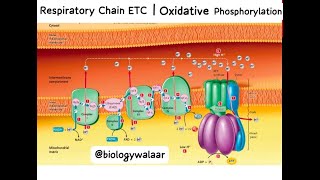 Class 11  Biology  Chapter 11  Lecture 13  Respiratory Chain  Oxidative Phosphorylation [upl. by Hedva706]